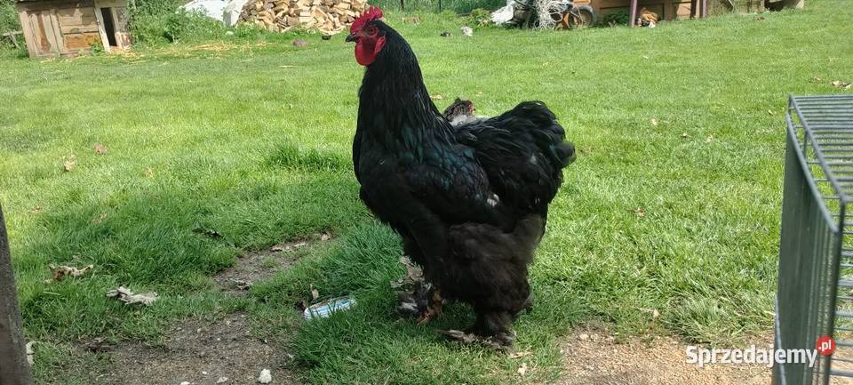 Kochin olbrzymi kogut