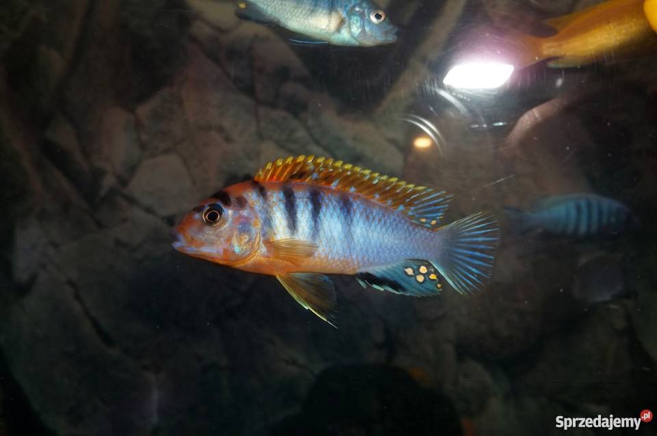 Pyszczaki Labidochromis Hongi Sweden Kraków sprzedam