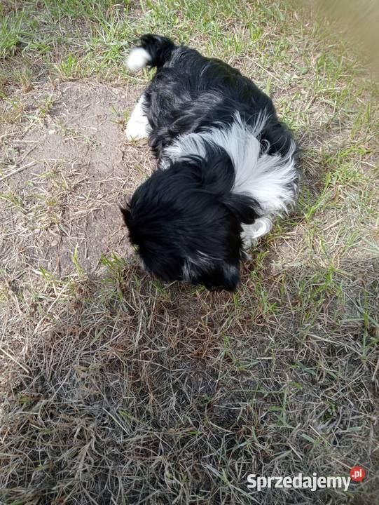 Shih tzu śliczna dziewczynka sprzedam
