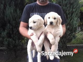 Golden retriever szczeniaki zobaczyć Tarnów małopolskie Tarnów sprzedam