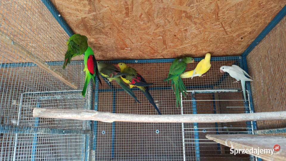 Papugi czerwonoskrzydłe krasnopiórki para Olkusz