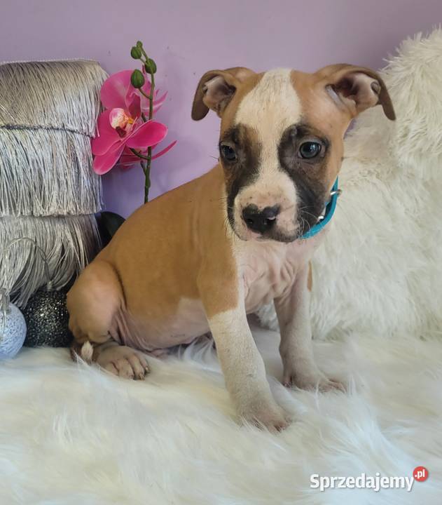 Cudowne i rodzinne szczeniaki Amstaff blue Kraków