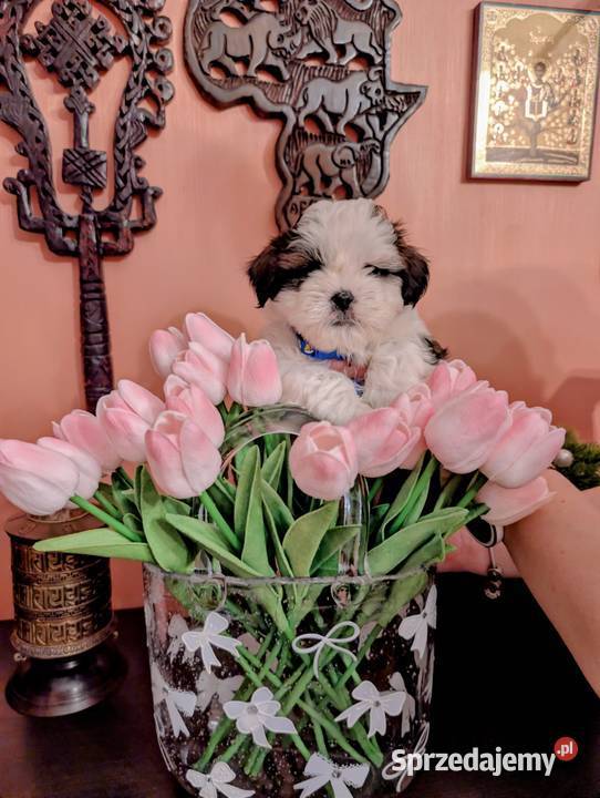 Szczenięta shih tzu z genem blue śląskie Zawiercie sprzedam