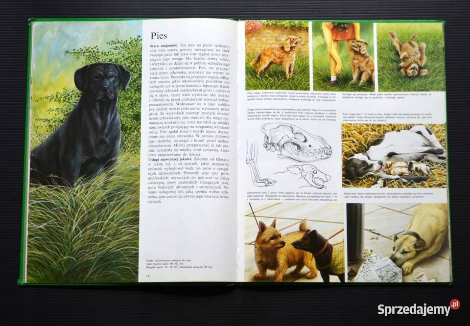 Tajemnice zwierząt w ogrodzie i w domu Kruszwica sprzedam