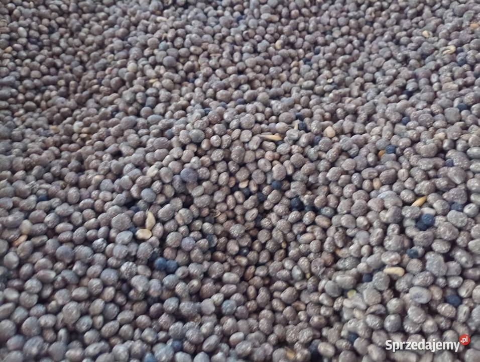 Łubin wąskolistny gorzki ekologiczny Brzostówka