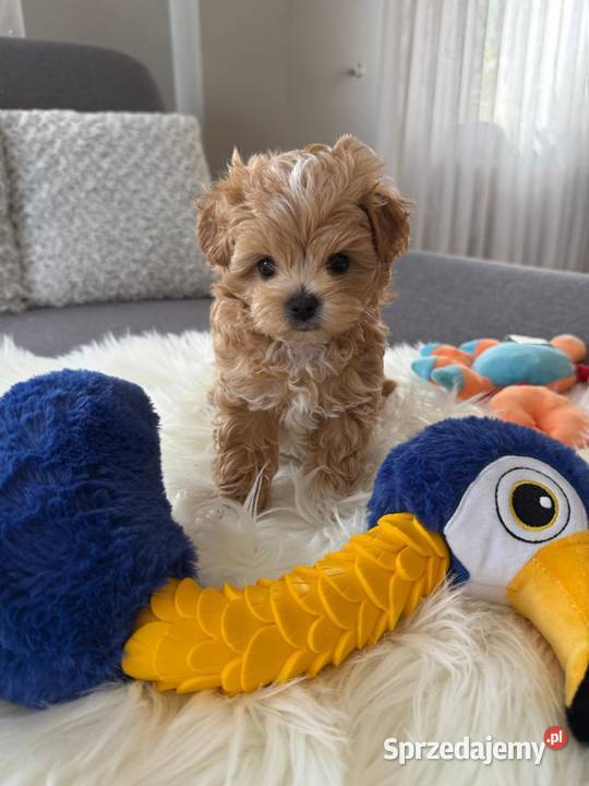 Maltipoo xxs pieski sprzedam