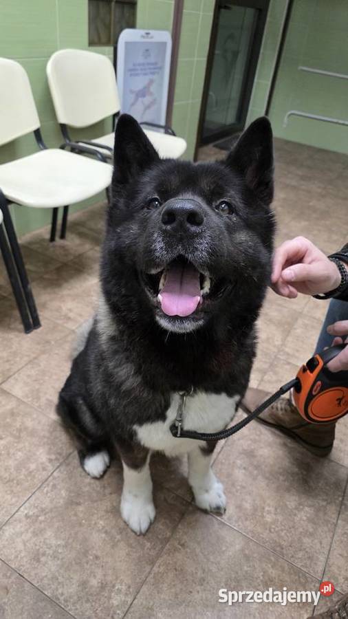 Akita amerykańska mazowieckie Płock sprzedam