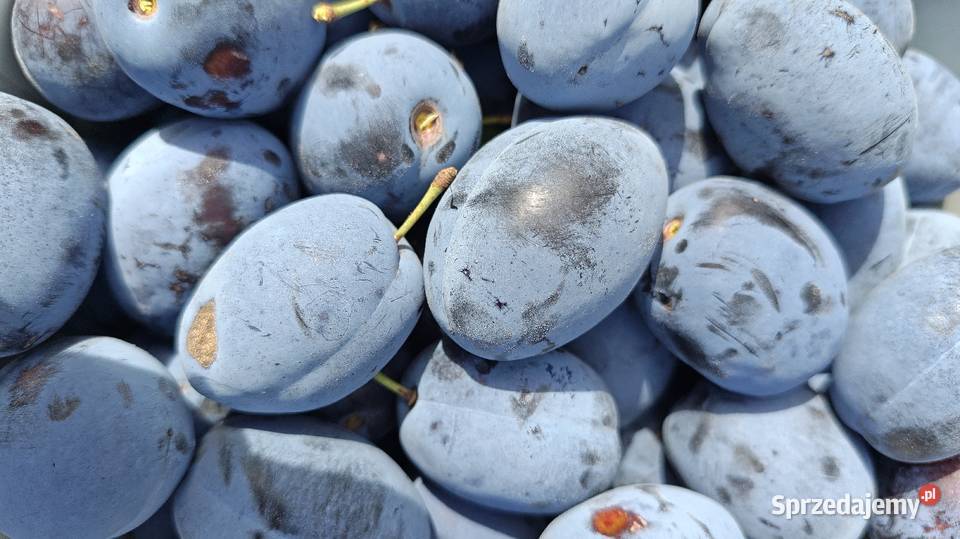 Świeże śliwki prosto z mojego sadu bez chemi Kowala