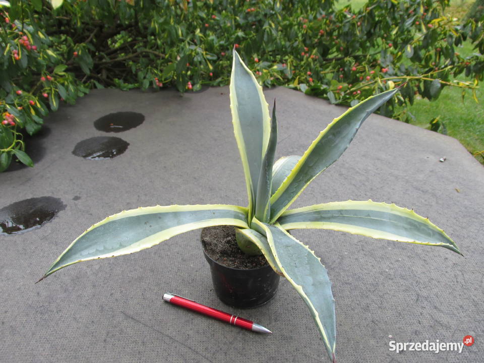 Kolorowa agawa agave americana variegata duża Kraków