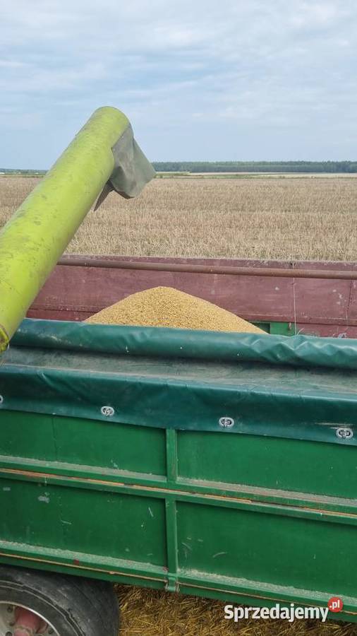 Sprzedam claas consul 3m Claas