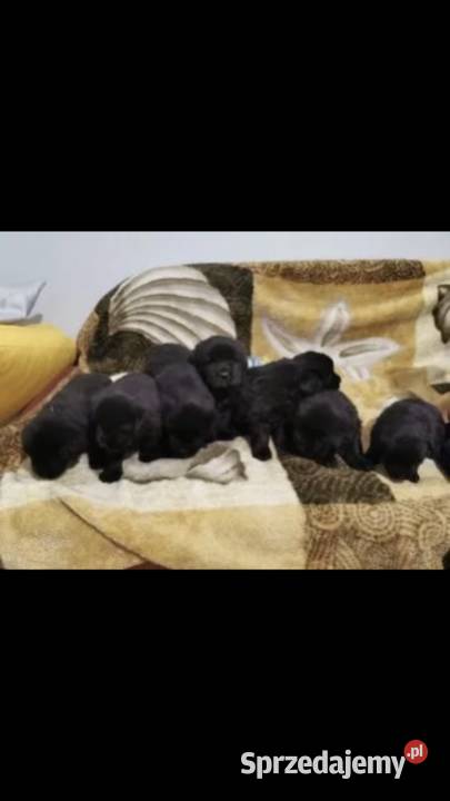 Nowofundland czarny szczenięta Myślenice sprzedam
