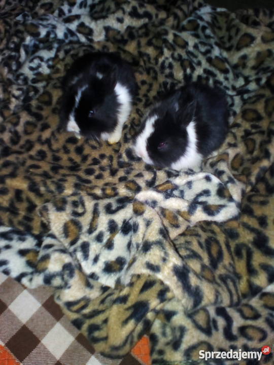 kroliczki karzelki Pozostałe Pionki