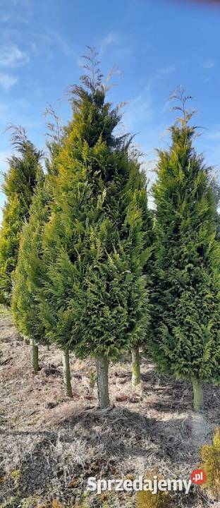 Thuja Szmaragd 80250 Tuja Szmaragd Tuja Brabant Olszana
