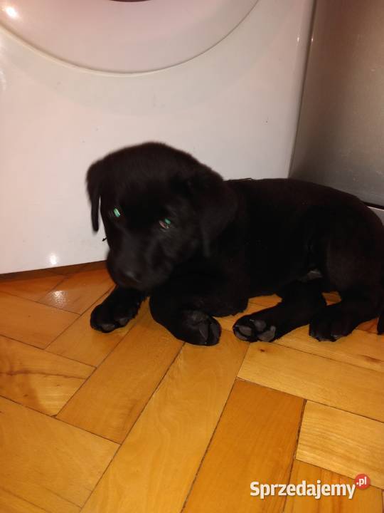 Labrador czarny 3 miesiace Rzeszów