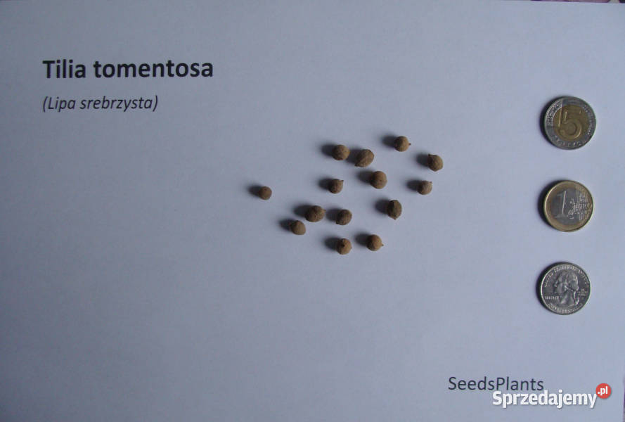 LIPA SREBRZYSTA Tilia tomentosa NASIONA 90 sztuk