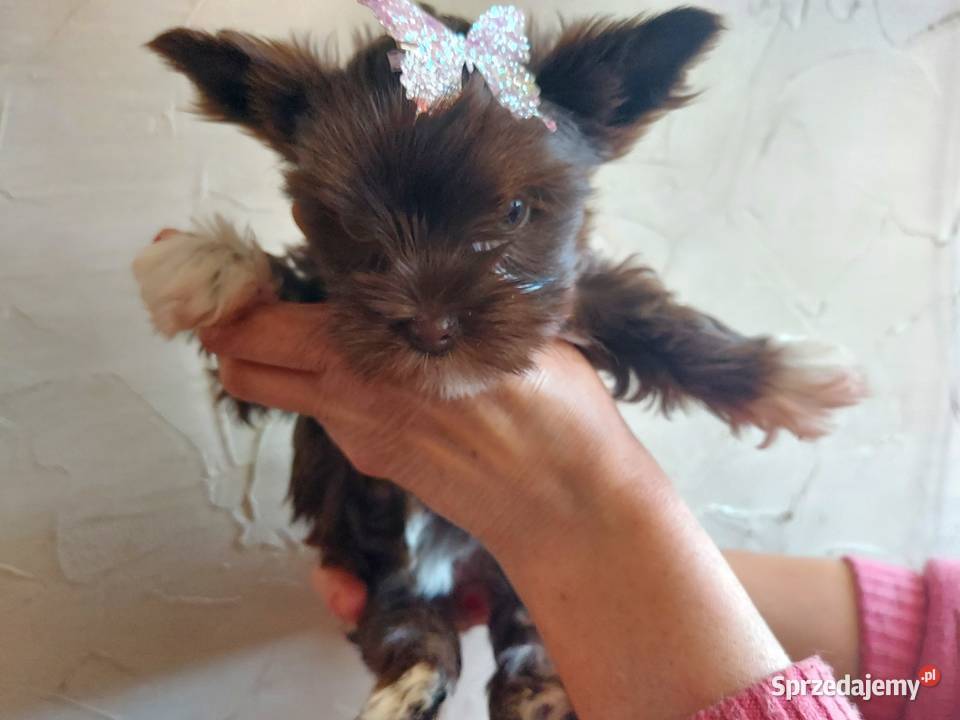 York Yorkshire Terrier Chocolate Suczka Rumia