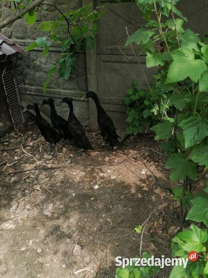 Kaczki Biegus Indyjski