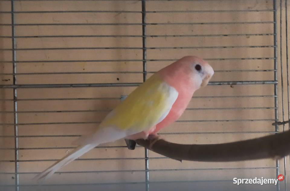 Liliank papugiililianki różowe Kłodzko sprzedam