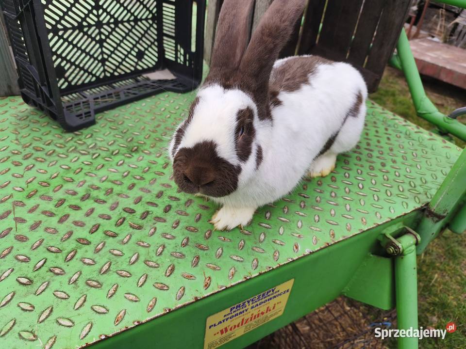 Samice Termondzkie i inne