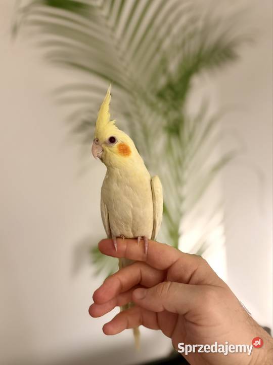 Młodziutka papuga nimfa ręcznie karmiona Ptaki Gdańsk