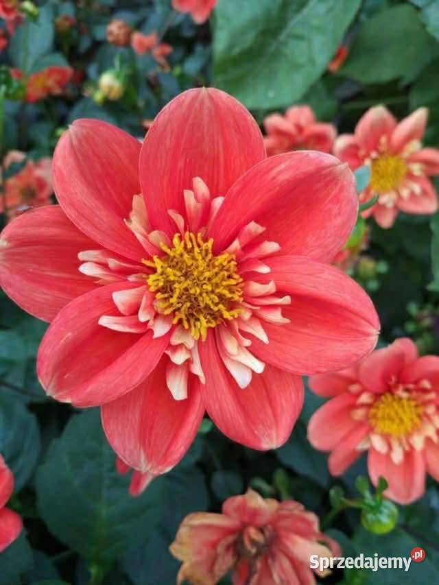 Kłącza Kanny i bulwy Dalii Kraków