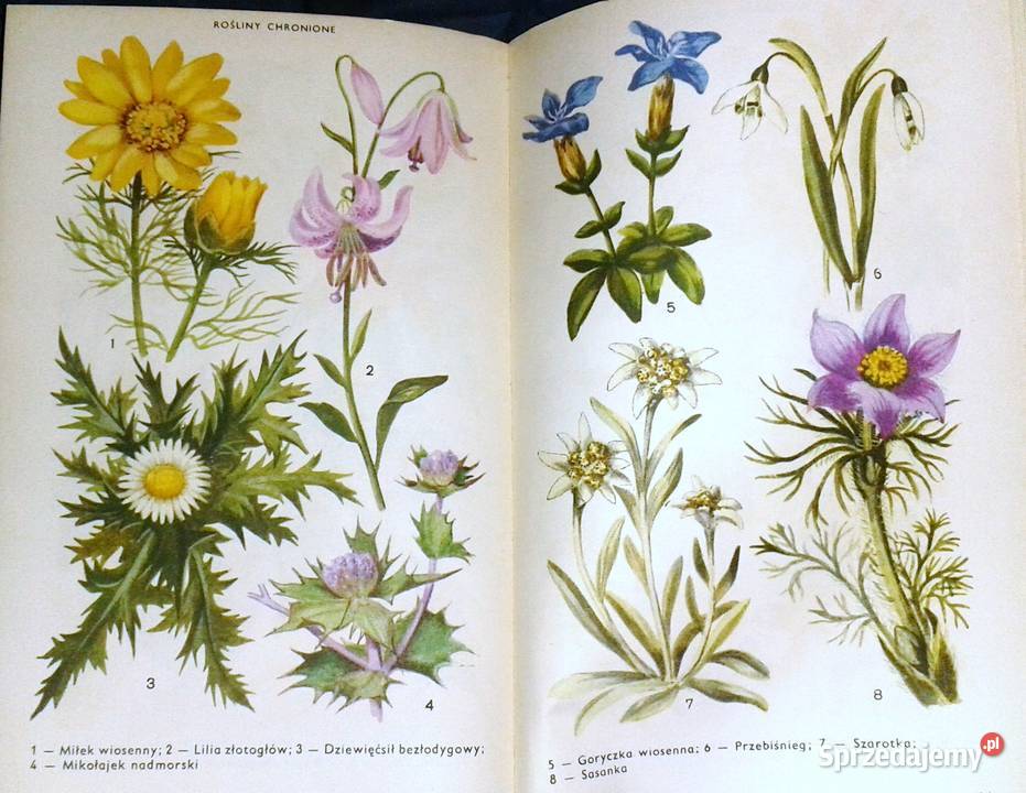 Ogród przedszkolny E i J Frątczakowie