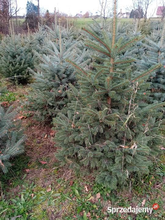 Świerk srebrny 80150 w doniczkach małopolskie Trzciana