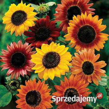 Sprzedam slonecznik ciety na kwiat łódzkie
