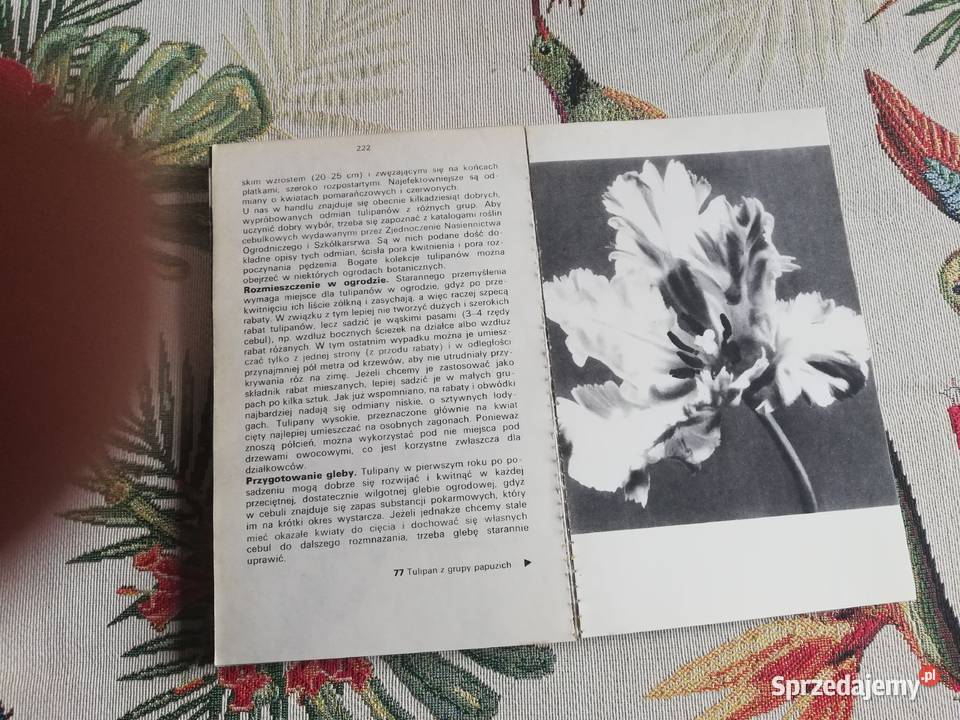 Kwiaty w ogródku Izabela Kiljańska Kraków