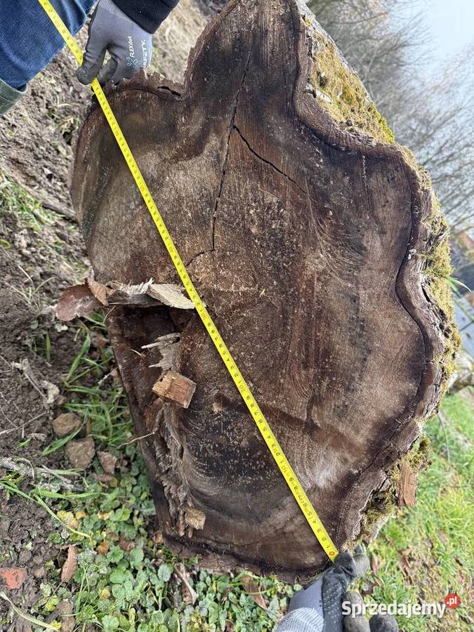 Orzech włoski 2 55 m i 4 m średnica 60 Wieliczka sprzedam