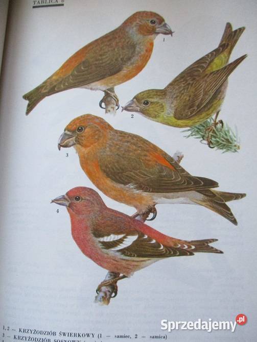 Atlas Ptaki Polski JSokołowski ptaki przyroda łódzkie Łódź