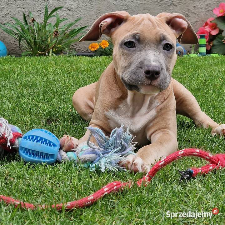 Americam Staffordshire Terrier Amstaff Blue ZKWP Amstaff Bydgoszcz sprzedam