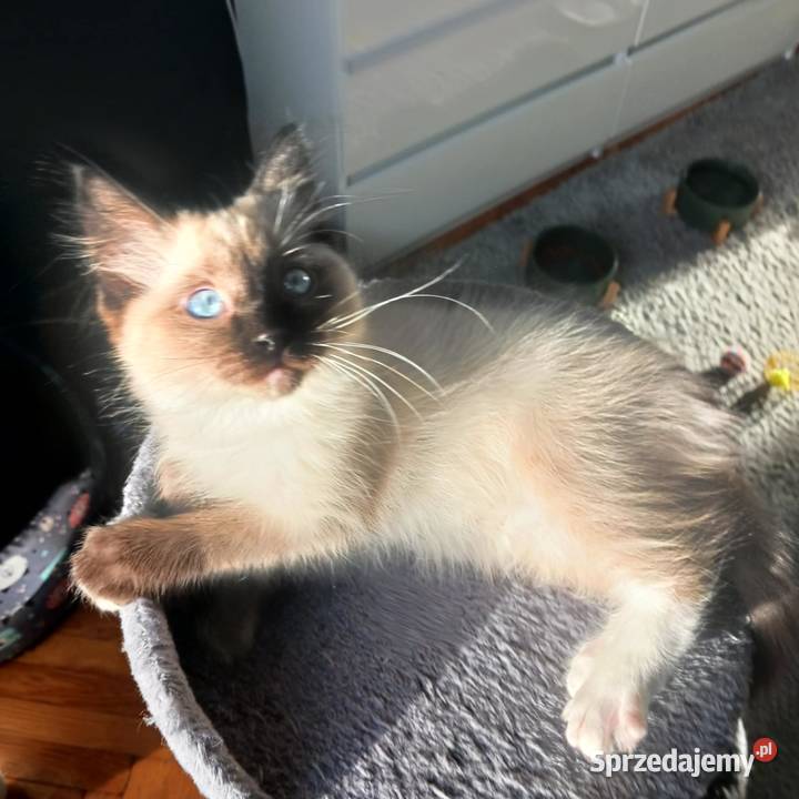 Piękny kocurek rodowodowy ragdoll Łódź