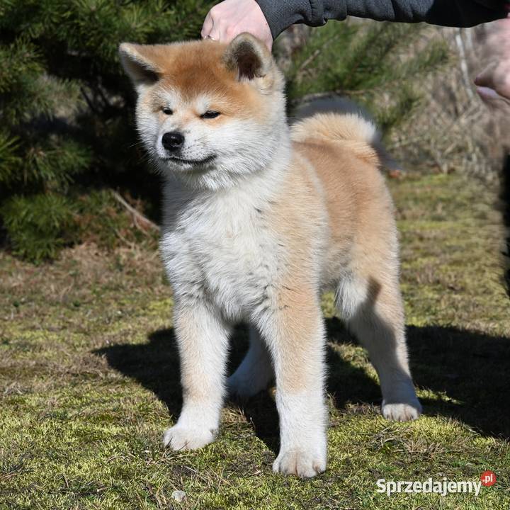 Akita japońska akita inu czerwony samiec ZKwP Częstochowa sprzedam