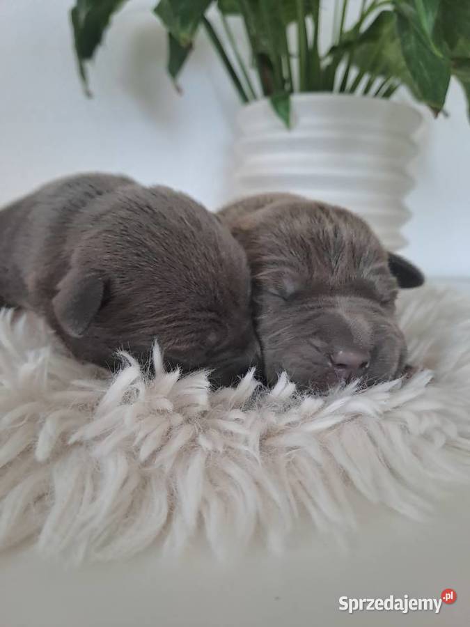 Amstaff blue Amstaff wielkopolskie sprzedam