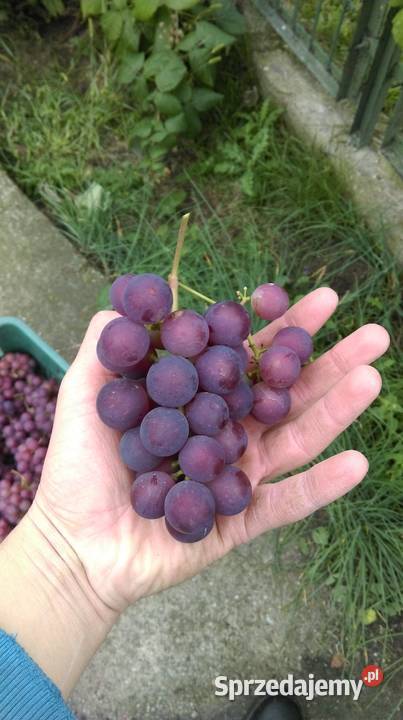 Piękne Sadzonki Winorośli Odmiana Swedson Red Chynów