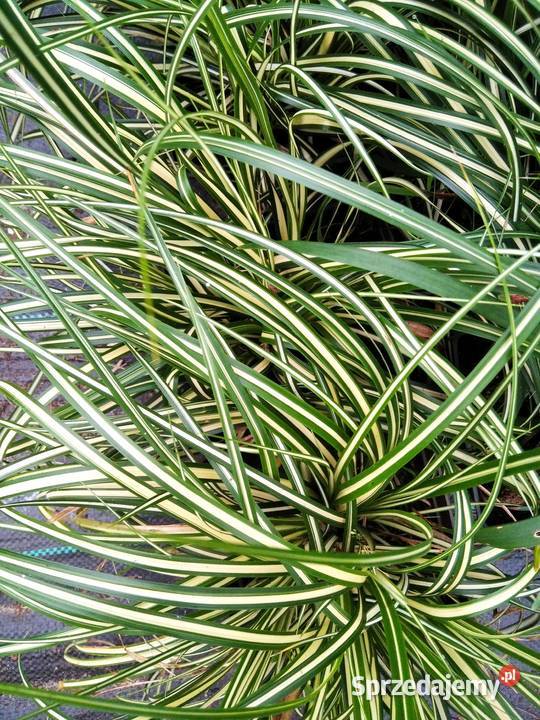Trawy ozdobne imperata rozplenica kostrzewa Knurów