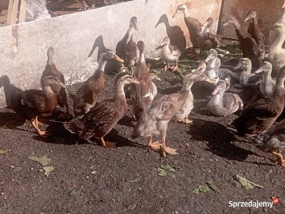 Mix ODCHOWANYCH Różnych Kaczek 8 Gęsi 4 tyg Golasowice