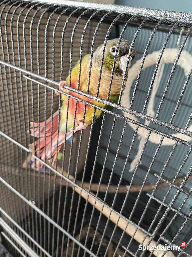 Rudosterka Pozostałe Skoczów