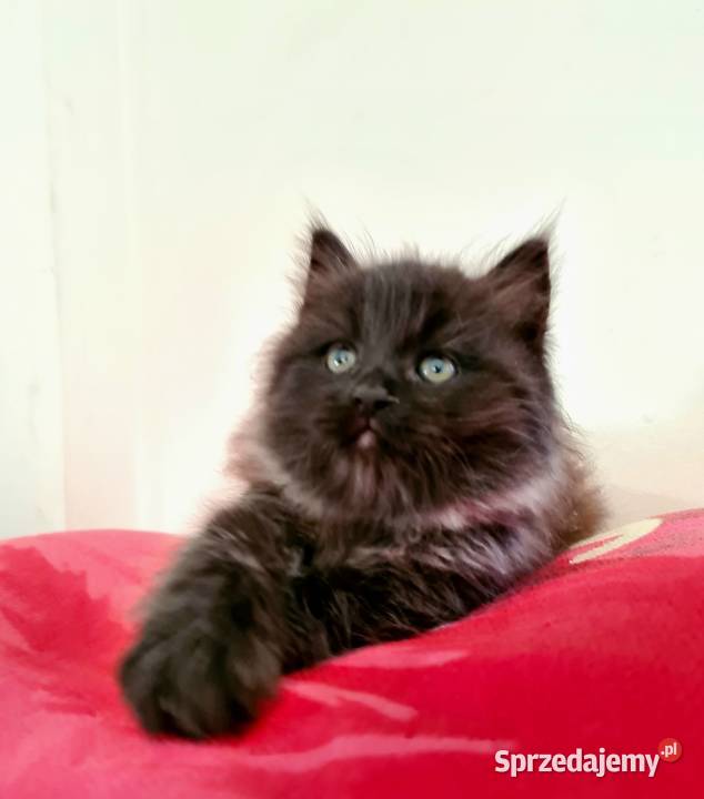 Maine Coon XXL Drygulec