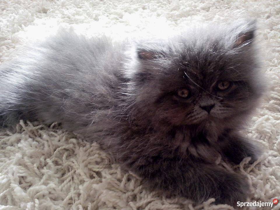 Kotek Perski Niebieski Stalowa Wola