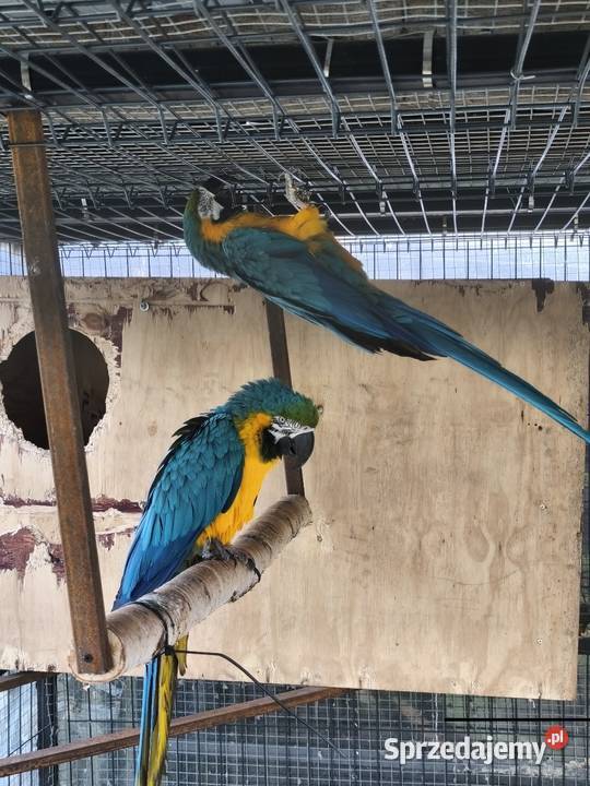 Ary ararauny para legowa śląskie Dąbrowa Górnicza