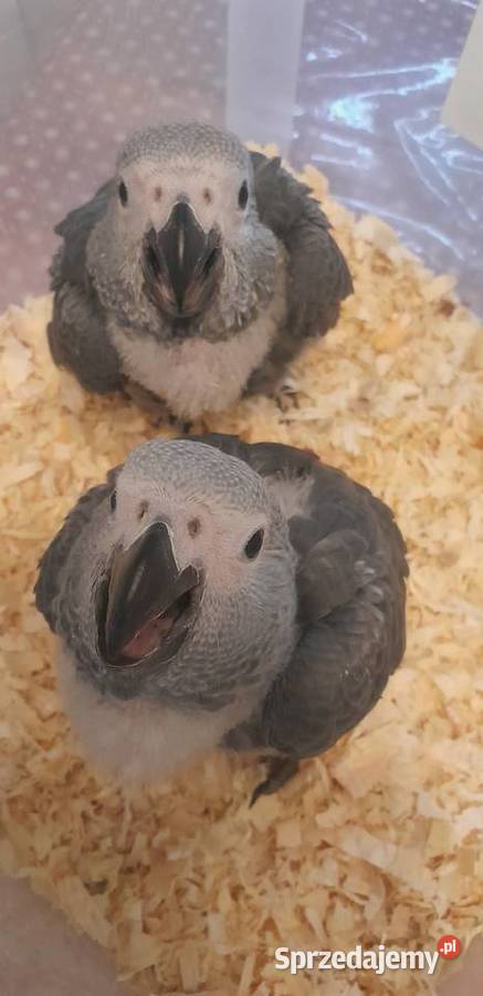 Żako Kongijskie 2026