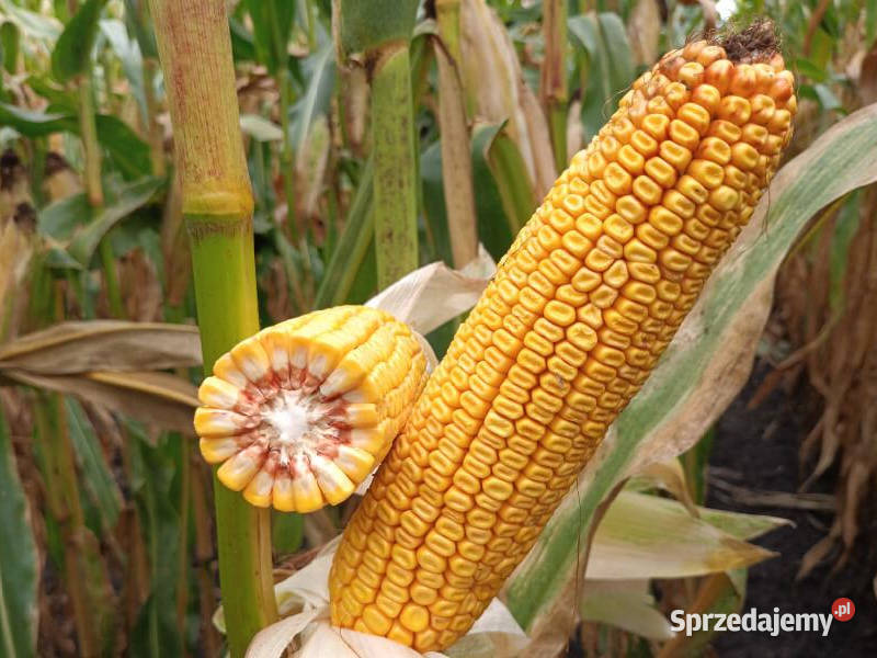 Nasiona kukurydza SY Olivia FAO 240250 na ziarno Bydgoszcz sprzedam