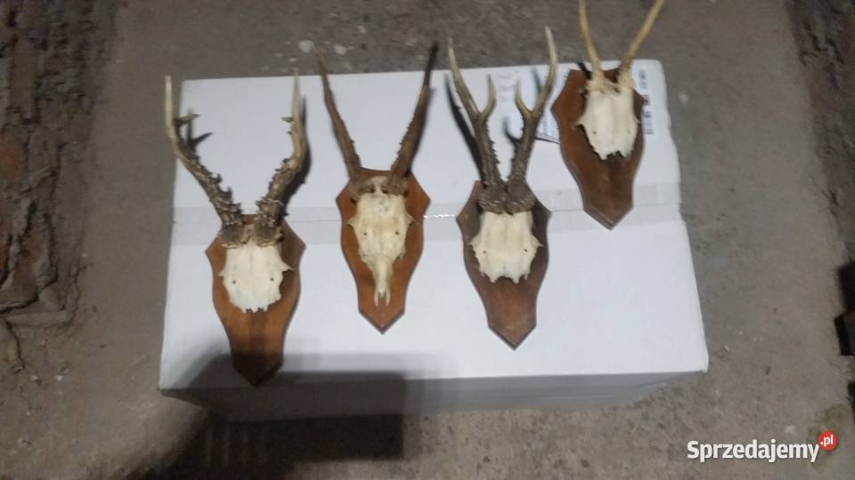 Poroże jelenia oprawione mazowieckie Warszawa