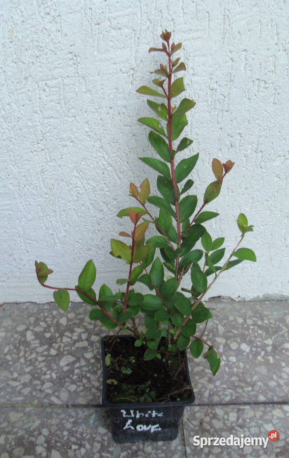LAGERSTROEMIA WITH LOVE BABE sadzonki w Ustronie