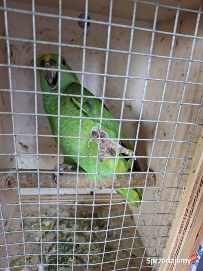 Amazonka venezuelska samiec młody Wilamowice sprzedam
