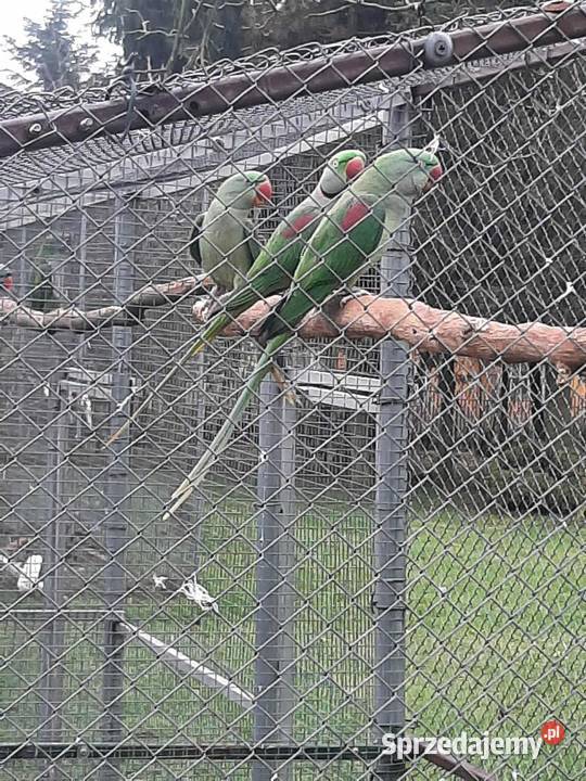 Aleksandretty wielkie 24r Skała sprzedam