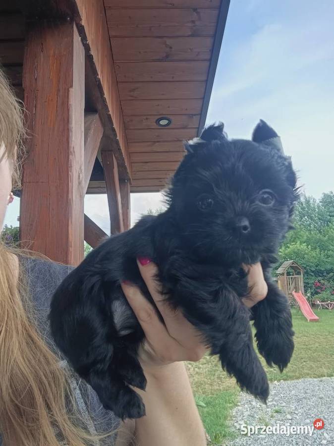 York Terrier Mini Psy Wilków