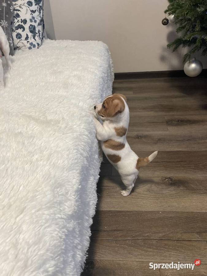 Jack Russell Terrier gładkowłosy Warszawa sprzedam